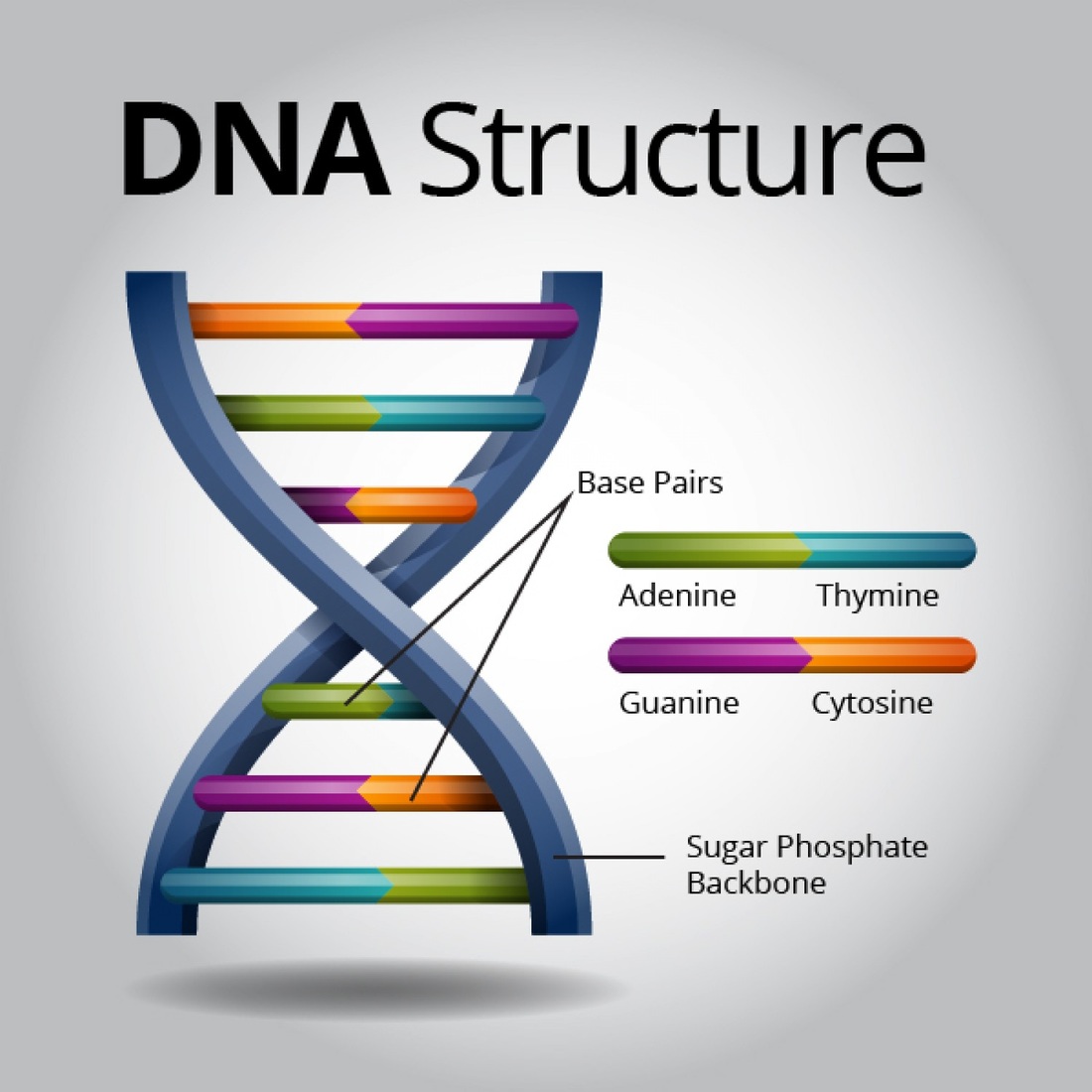 DNA - AP Biology Portfolio